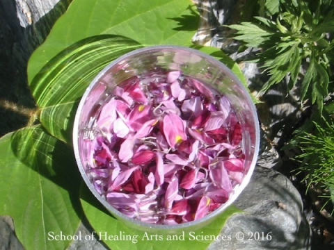 School of Healing Arts and Sciences画像