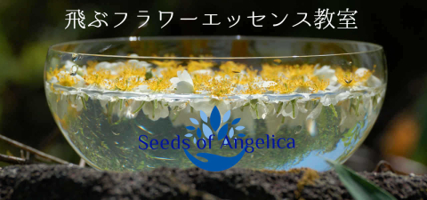 フラワーエッセンス Seeds of Angelica画像