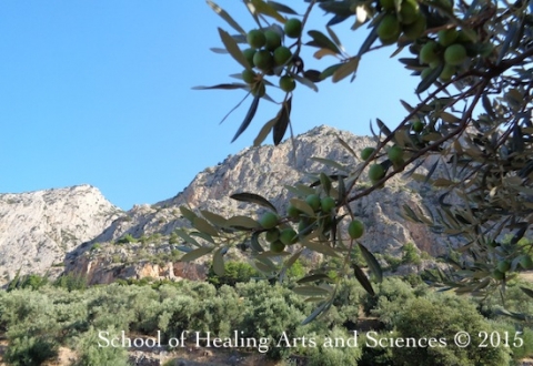 School of Healing Arts and Sciences画像