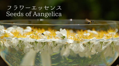 フラワーエッセンス Seeds of Angelica画像