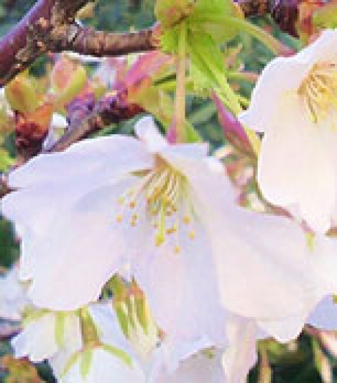 フラワーエッセンスのハートサポートシステム 春野さくら画像